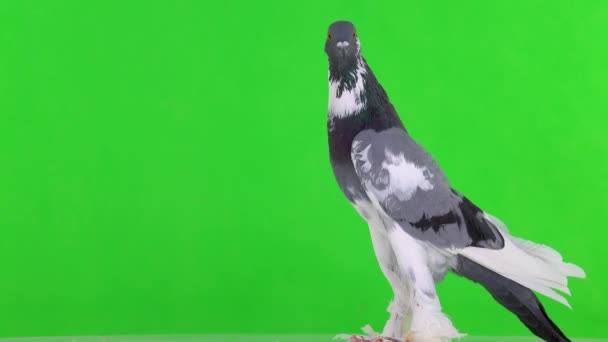 英国鸽子在绿色屏幕上向不同方向张望 — 图库视频影像