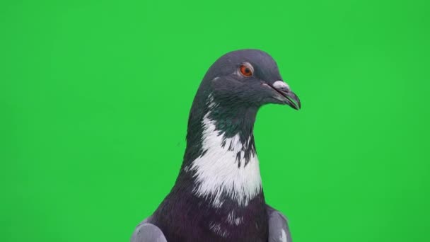 緑の画面で異なる方向に頭を回す英国の鳩の肖像画 — ストック動画