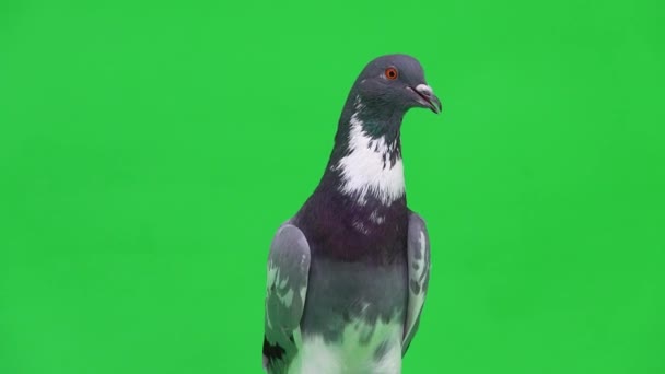 머리를 화면에서 방향으로 돌리는 비둘기 — 비디오