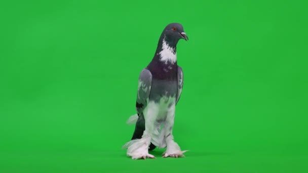 Pigeon Anglais Sur Écran Vert — Video