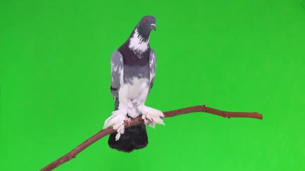 英国鸽子坐在绿屏上的树枝上 — 图库视频影像