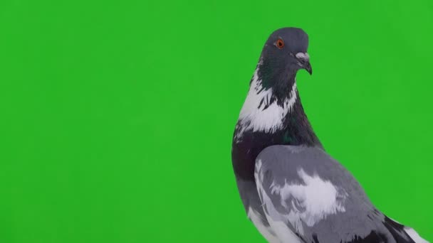 Портрет Английского Голубя Который Поворачивает Голову Разных Направлениях Зеленом Экране — стоковое видео