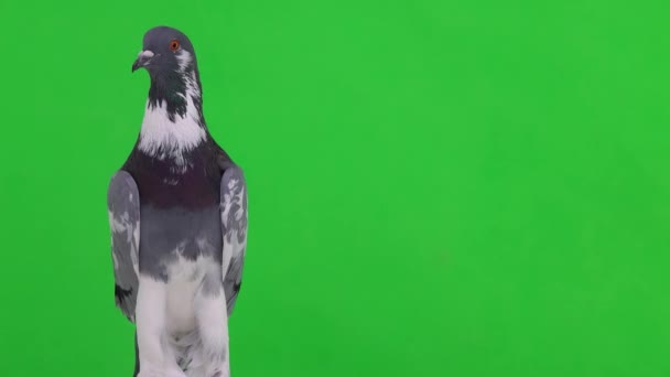 English Pigeon Turns Its Head Different Directions Green Screen — Stock Video