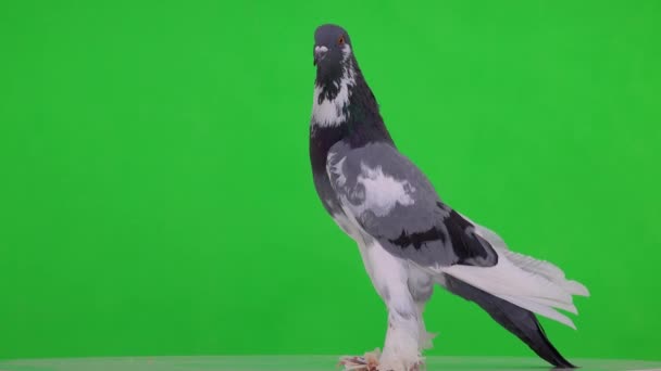 Pigeon Anglais Profil Regardant Dans Différentes Directions Sur Écran Vert — Video