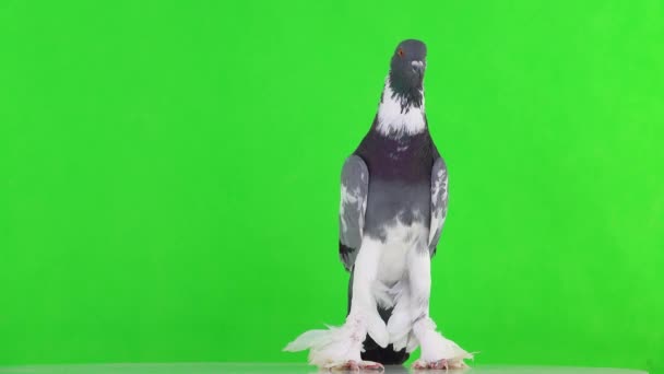 Angielski Gołąb Pouter Patrzy Różnych Kierunkach Zielony Ekran — Wideo stockowe