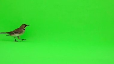 horned lark (Eremophila alpestris) runs along the green screen. Slow motion