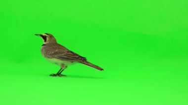  Horned Lark (Eremophila alpestris) green screen