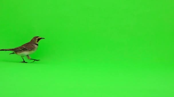 Skowronek Rogaty Eremophila Alpestris Biegnie Wzdłuż Zielonego Ekranu Zwolniony Ruch — Wideo stockowe
