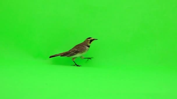 Horned Lark Eremophila Alpestris Runs Green Screen Slow Motion — Stockvideo