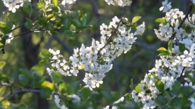 Bahçede gün batımında kiraz çiçekleri açar.