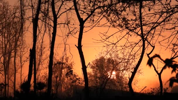 Sol Sale Bosque Temprano Mañana — Vídeo de stock