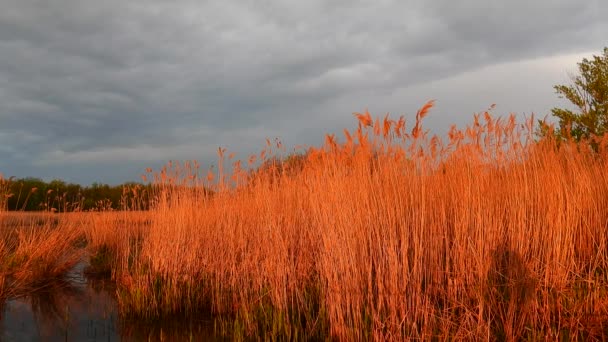 Sonnenuntergang Fluss Mit Natürlichem Klang — Stockvideo