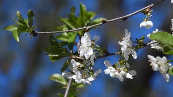 Flores Cerezo Blanco Sobre Fondo Cielo Azul — Vídeo de stock