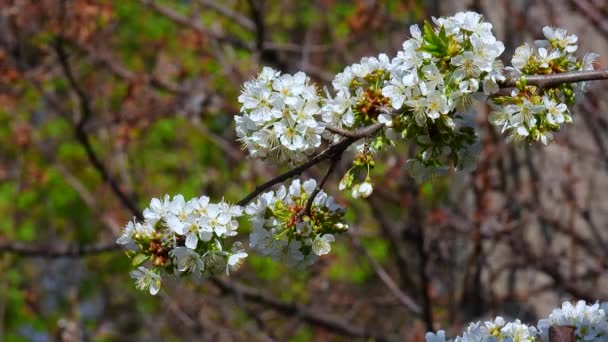 Flores Cereja Brancas Fundo Jardim — Vídeo de Stock