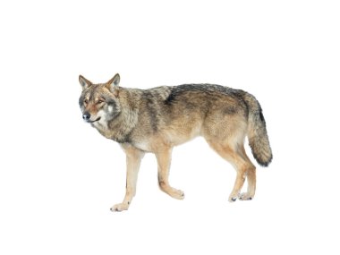 Beyaz arka planda, kışın yürüyen kurt.