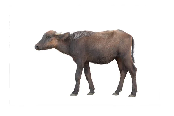 Búfalo Recém Nascido Com Idade Mês Isolado Fundo Branco — Fotografia de Stock