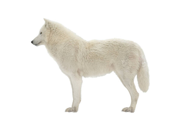 Arctic wolf standing in profile isolated on white background