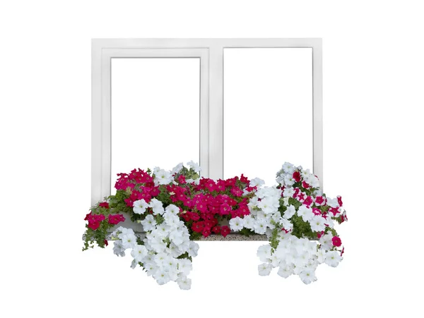 Ventana Con Flores Petunia Aisladas Sobre Fondo Blanco —  Fotos de Stock