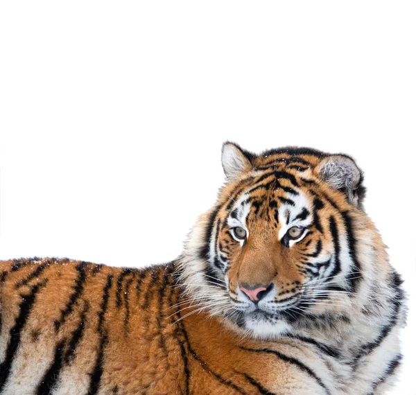 Tigris Elszigetelt Fehér Háttér — Stock Fotó
