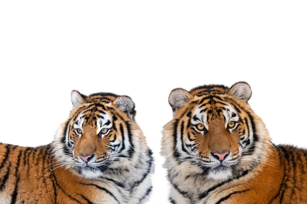 Two Tiger Isolated White Background — Stock Photo, Image