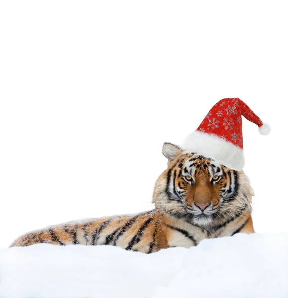 Тигр Шапке Санта Клауса Изолированы Белом Фоне — стоковое фото