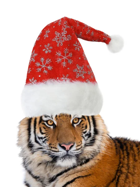 Tijger Santa Claus Cap Geïsoleerd Witte Achtergrond — Stockfoto