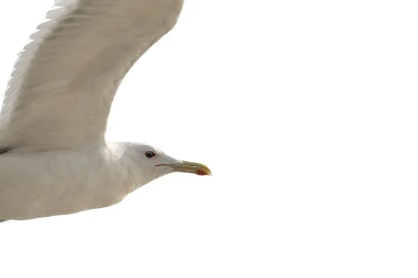 Måsen Flyger Himlen Skjuten Från Botten Punkt Isolerad Vit Bakgrund — Stockfoto