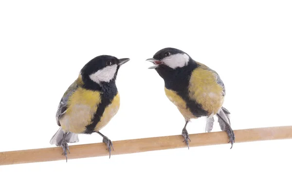 Two Tits Sitting Tree Branch Isolated White Background — Fotografia de Stock