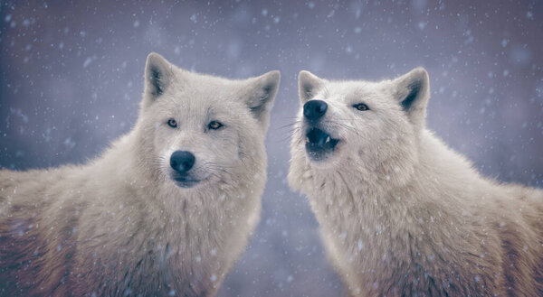 Two polar wolves during a big snowfall