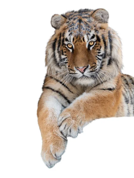 Nueva Plantilla Año Con Símbolo Tigre Aislado Sobre Fondo Blanco —  Fotos de Stock