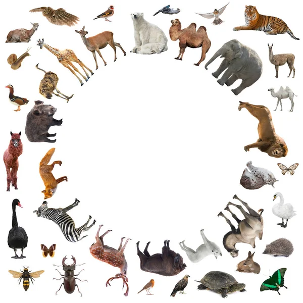 Collage Animales Aislados Sobre Fondo Blanco — Foto de Stock