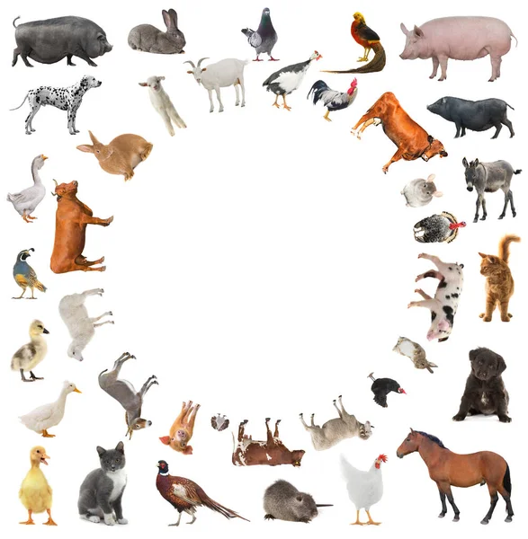 Collage Van Landbouwhuisdieren Geïsoleerd Witte Achtergrond — Stockfoto