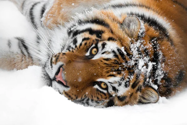 Tigre Acostado Nieve Aislado Sobre Fondo Blanco — Foto de Stock