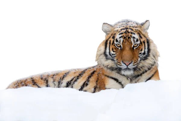Tigre Distesa Nella Neve Isolata Fondo Bianco — Foto Stock