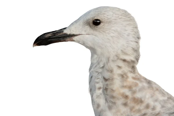 Zeemeeuw Portret Geïsoleerd Witte Achtergrond — Stockfoto