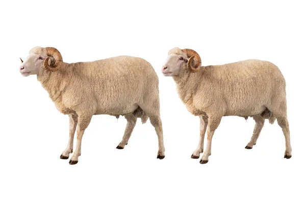 Twee Witte Ram Geïsoleerd Witte Achtergrond — Stockfoto