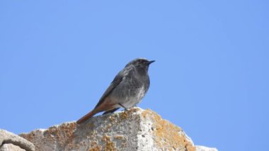 Phoenicurus ochruros, kuş mavi ekranda bir taşın üzerinde oturur.