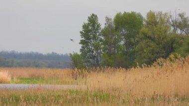 Salıncaklar (apus melba) nehir kenarındaki sazlıkların üzerinden uçar, doğal ses