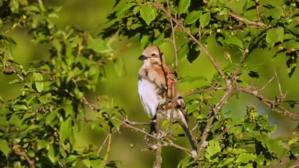 Bird Sits Branch Cares Its Feathers — Stock Video