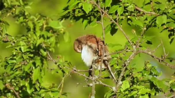 Fågeln Sitter Gren Och Vårdar Sina Fjädrar Naturligt Ljud — Stockvideo