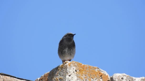 フェニキウス オクルロス鳥は青い画面の石の上に座っている — ストック動画