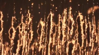 Rüzgarda savrulan çiçek açan sazlıklar.