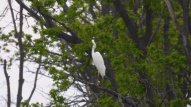 Büyük beyaz balıkçıl (ardea alba) balık avlar, doğal ses