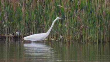 Büyük beyaz balıkçıl (ardea alba) balık avlar, doğal ses