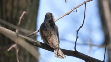 Avrasyalı boğucu (jynx torquilla) bir ağaç dalında oturur, şarkı söyler, doğal ses