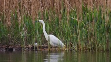 Büyük beyaz balıkçıl (ardea alba) yiyecek ve doğal ses arayışı içinde nehir boyunca yürür.