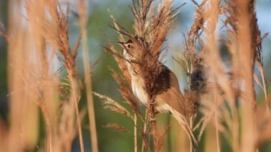 Bataklık bülbülü (akrocephalus palustris) sazlıklarda oturur ve doğal bir sesle şarkı söyler.