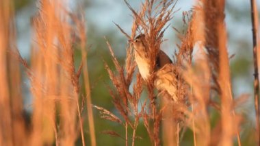 Bataklık bülbülü (akrocephalus palustris) sazlıklarda oturur ve doğal bir sesle şarkı söyler.
