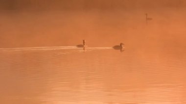 Büyük ördekler gün doğumunda gölün sisinde yüzerler, doğal ses