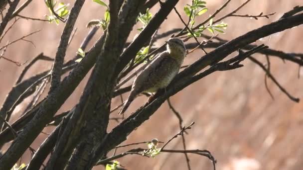 ユーラシア語のWryneck Jynx Torquilla 背景がぼやけて自然な音で木の枝に座っています — ストック動画